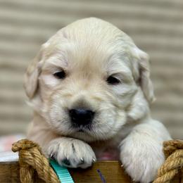 Miss Seafoam - Golden female Golden Retriever puppy in Tonasket, Washington from Denzil’s Goldens