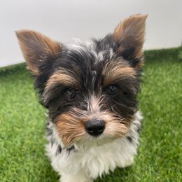 Sparky-2150AKC - Black tan and white male Biewer Terrier puppy in Douglas, Georgia from Heartland small breeds