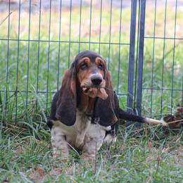 Murtle - Black brown and white female Basset Hound puppy in Mack's Creek, Missouri from Mack's Creek Basset Hounds