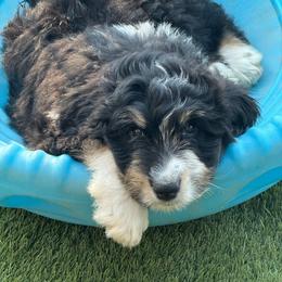 Gary - Black tri-color male Aussiedoodle puppy in Peyton, Colorado from Colorful Colorado Aussiedoodles