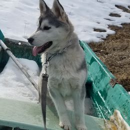 "Kenai at 6 months" Siberian Husky All Grown Up from Kates Methow Siberians