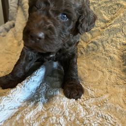 Chocolate boy 1 - Chocolate male Labradoodle puppy in Lowville, New York from Pleasant View Labradoodles and micro cockapoos