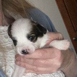 Enzo - White and sable male Papillon puppy in Blossvale, New York from Glenara Collies & Papillons