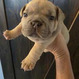 Walter - Fawn male French Bulldog puppy in Salina, Kansas from Peace Love  & Frenchies