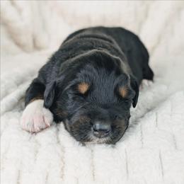 Boy 1 - Black tri-color male Australian Shepherd puppy in Yakima, Washington from Naches Heights Ranch