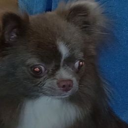 Baby - Chihuahua