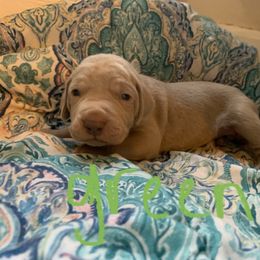 Weimaraner Puppies from Golden Hill’s Weimaraner’s