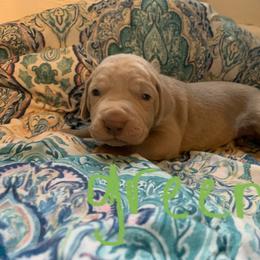 Weimaraner Puppies from Golden Hill’s Weimaraner’s