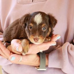 River - Red tri male Toy Australian Shepherd puppy in Albia, Iowa from J Bar M Toy and Mini Aussies