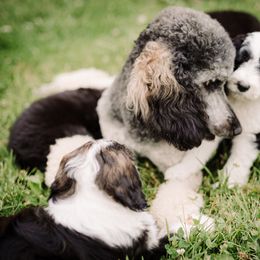 Sheepadoodle Puppies from Life Unleashed Farm