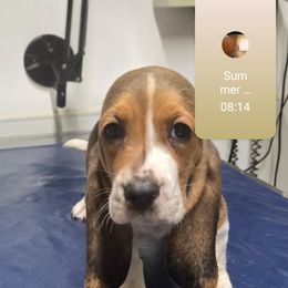 Basset Hound Puppies from Dream Weavers Basset Hounds