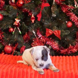 Blitzen - Blue mottled female Australian Cattle Dog puppy in Buffalo Valley, Tennessee from Buffalo Valley Breeders