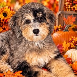 Pebbles - Lite Pink Collar - Blue merle female Bernedoodle puppy in Port Charlotte, Florida from Islands Wheatens and Poodles