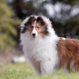 Mr - Shetland Sheepdog puppy in Elk, Washington from Asgard Shetland Sheepdogs