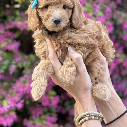 Goldendoodle Puppies from Glittering Grace Goldendoodles