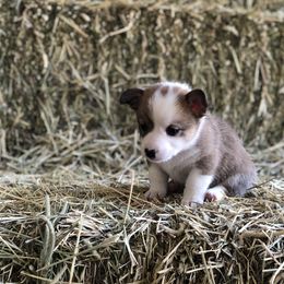 Pembroke Welsh Corgi Puppies from Naomi’s Corgis