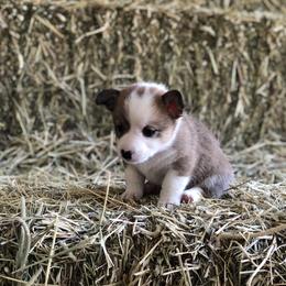 Pembroke Welsh Corgi Puppies from Naomi’s Corgis