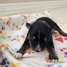BTM - Black tri-color male Australian Shepherd puppy in Magnolia, Texas from Oasam Aussies