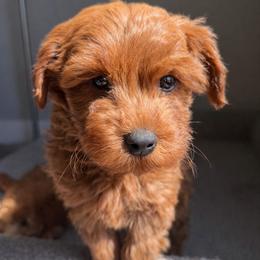 Chandler - Red  male Goldendoodle puppy in South Jordan, Utah from Wasatch Pup