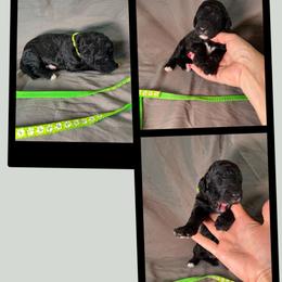 Puddles - Black female Goldendoodle puppy in Water Valley, Mississippi from Olympian Doodles