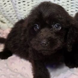 Jam - Brown female Cockapoo puppy in West Point, Mississippi from Golden Paws