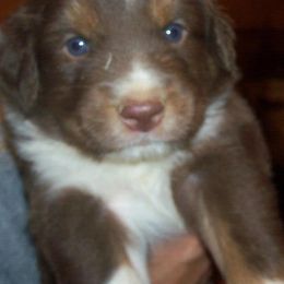 Australian Shepherds from Mountain Creek Farm