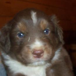 Australian Shepherds from Mountain Creek Farm