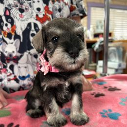 Pink - Salt and pepper female Miniature Schnauzer puppy in Bosque Farms, New Mexico from NM Schnauzer Minis