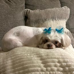 Daisy - Shih Tzu