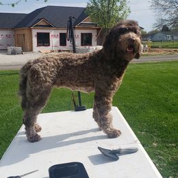 Sissy - Goldendoodle