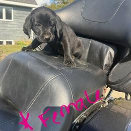 Labrador Retriever Puppies from Lucas's Pointing Labrador Retrievers