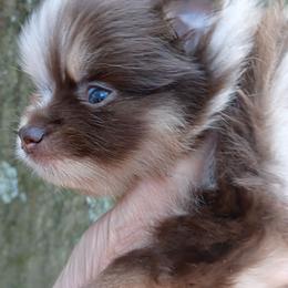 Cherokee pup 3 - Chocolate merle male Pomeranian puppy in Carrollton, Georgia from B AND R'S POMERANIAN'S