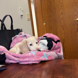 Dachshund Puppies from Doxies of 661