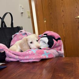 Dachshund Puppies from Doxies of 661