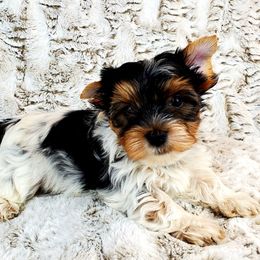 Yorkshire Terrier Puppies from Pixieland Yorkshire Terriers