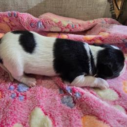 ASTRID - White black and tan female Papillon puppy in Hollister, Missouri from Swan Creek Kennel