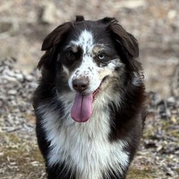 Yona(little bear)  - Australian Shepherd