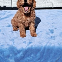 Poodle Puppies from Silver Moon Poodles