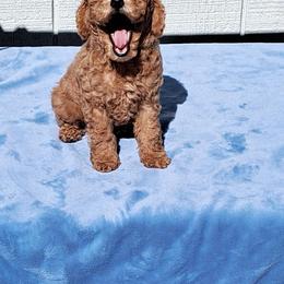 Poodle Puppies from Silver Moon Poodles