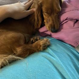 Bella - Dachshund