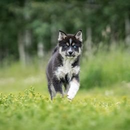 Pomsky Puppies from Pioneer Peak Pomskies