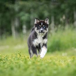 Pomsky Puppies from Pioneer Peak Pomskies