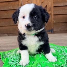 Duke - Black & white male Miniature Australian Shepherd puppy in Cumberland, Wisconsin from Homestead Doxies & Shepherds LLC