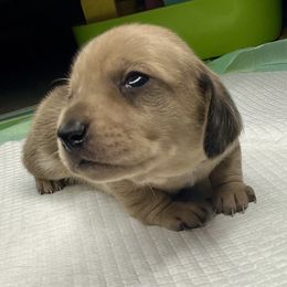 Gucci - Dapple male Dachshund puppy in Tulare, California from Dreamy Creamies