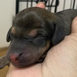 Male 3 shaded red smooth coat - Red male Dachshund puppy in Bethany, Connecticut from Mardox Dachshunds