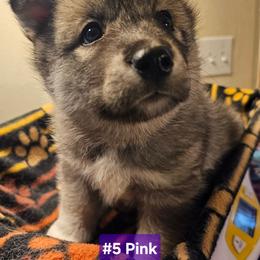 5 (pink) - Agouti and white female Siberian Husky puppy in Dane, Wisconsin from Sunny Hurricane Siberians