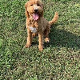 Goldendoodles and Yorkshire Terriers from Southern Cream Goldens and Yorkies