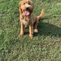 Goldendoodles and Yorkshire Terriers from Southern Cream Goldens and Yorkies