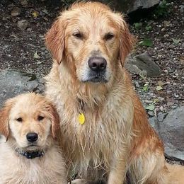 Golden Retrievers from Pumpkin Harbor Goldens