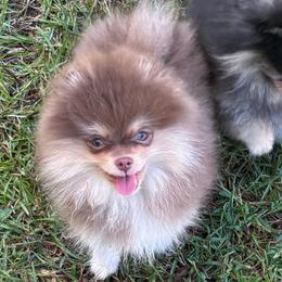 Boots - Chocolate and tan female Pomeranian puppy in Fayetteville, North Carolina from Tar-heel Poms